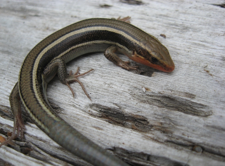 Western Skink